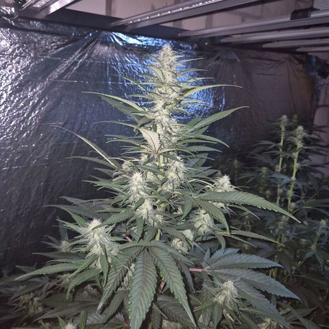Black Domina 💃 growlog photo: 😍👌👌💪 Das sieht doch vielversprechend aus!💚🌱