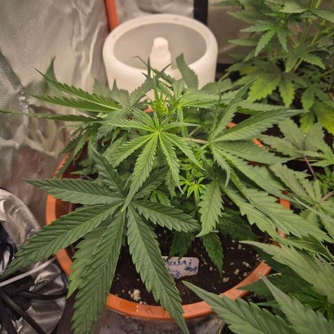 Afghani #1 (45-50bt) growlog timeline photo