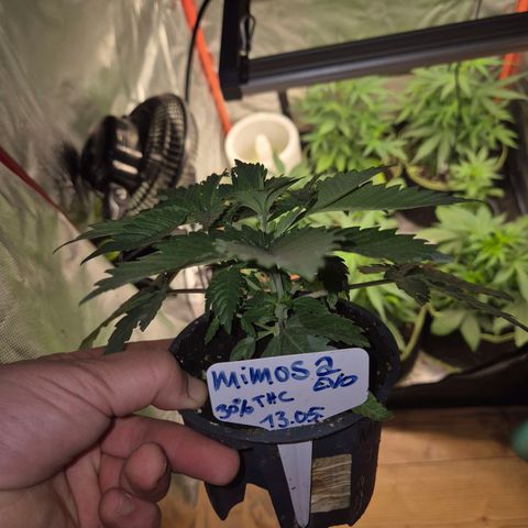 WTF- Königin Mimosa evo 👑👑👑 (65-70bt) growlog timeline photo