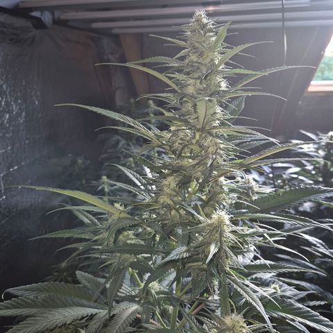 Black Domina 💃 growlog photo: 😍👌👌💪 Das sieht doch vielversprechend aus!💚🌱