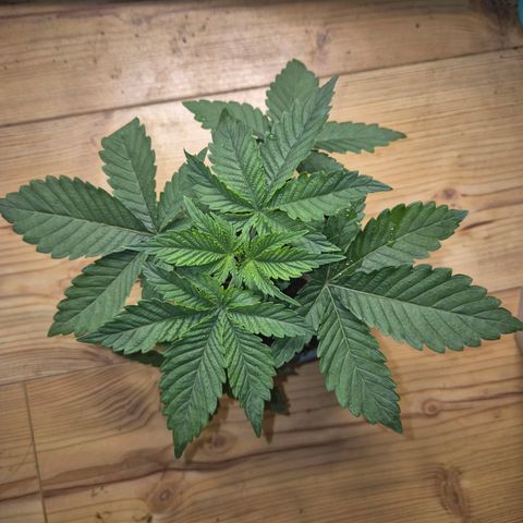 WTF- Königin Mimosa evo 👑👑👑 (65-70bt) growlog timeline photo