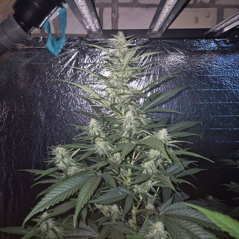 Black Domina 💃 growlog photo: 😍👌👌💪 Das sieht doch vielversprechend aus!💚🌱