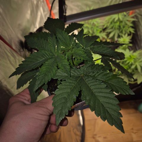 WTF- Königin Mimosa evo 👑👑👑 (65-70bt) growlog timeline photo
