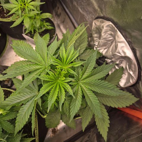 Biscotti (56-70bt) growlog timeline photo