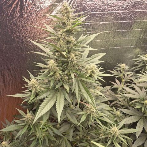 Black Domina 💃 growlog timeline photo