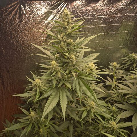 Black Domina 💃 growlog timeline photo