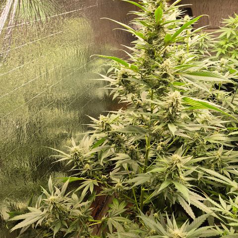 Black Domina 💃 growlog timeline photo