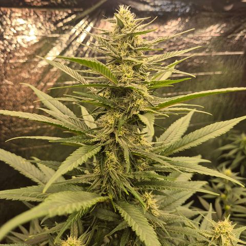 Black Domina 💃 growlog timeline photo