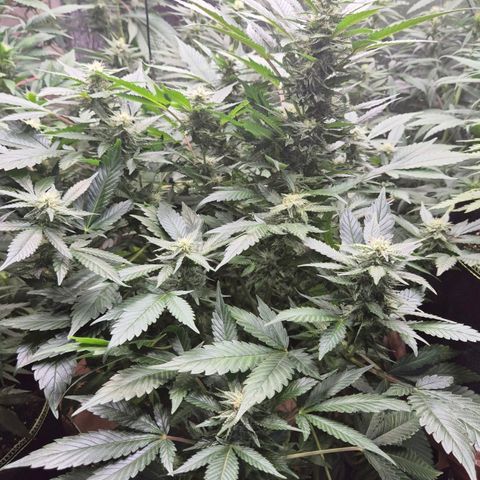 Moby 🍆  growlog timeline photo