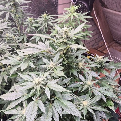 Moby 🍆  growlog timeline photo