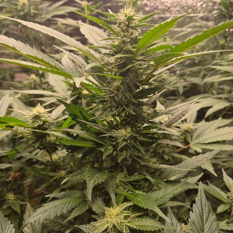 Moby 🍆  growlog timeline photo
