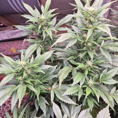 Moby 🍆  growlog timeline photo