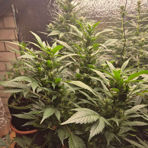 Moby 🍆  growlog timeline photo