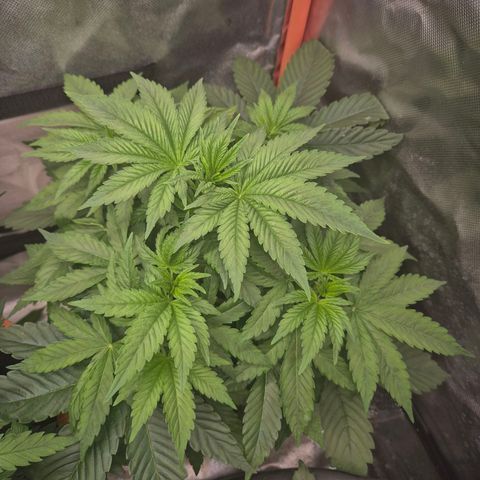 Biscotti (56-70bt) growlog photo: Robuste Pflanze!