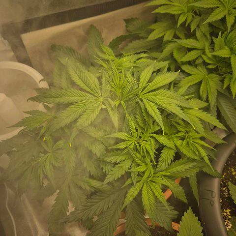Afghani #1 (45-50bt) growlog timeline photo