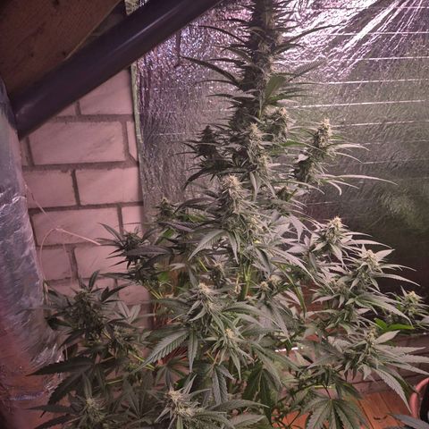 Black Domina 💃 growlog timeline photo