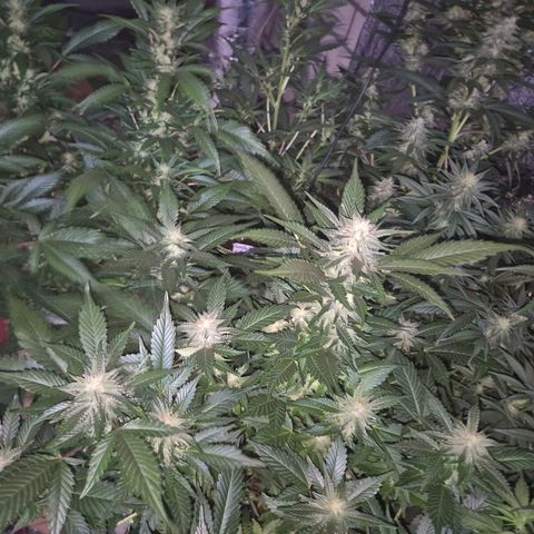 Moby 🍆  growlog timeline photo