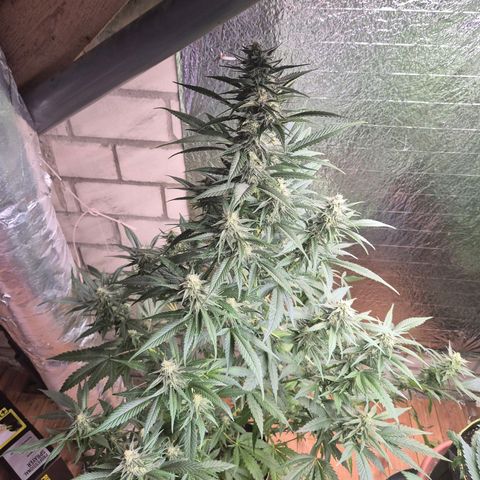 Black Domina 💃 growlog timeline photo
