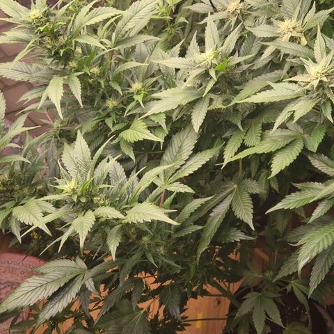 Moby 🍆  growlog timeline photo
