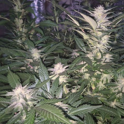 Moby 🍆  growlog timeline photo