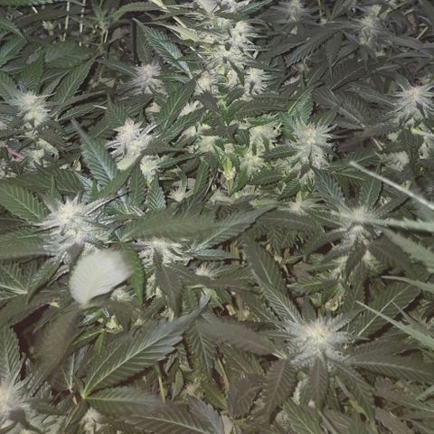 Moby 🍆  growlog timeline photo