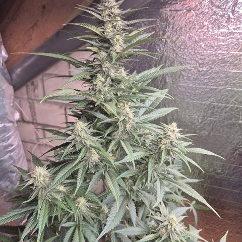 Black Domina 💃 growlog timeline photo