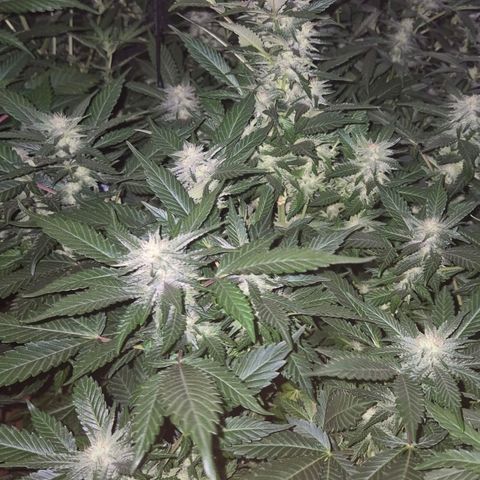 Moby 🍆  growlog timeline photo