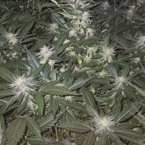 Moby 🍆  growlog timeline photo