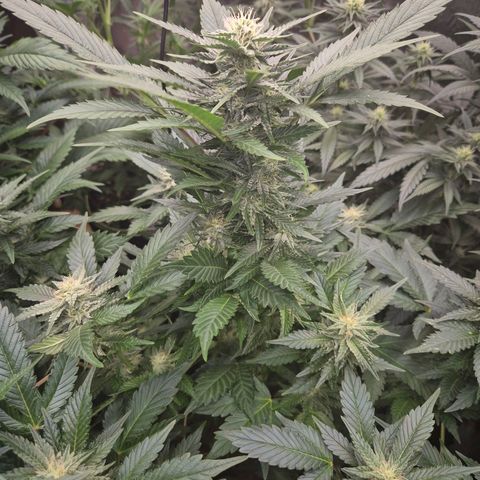 Moby 🍆  growlog timeline photo