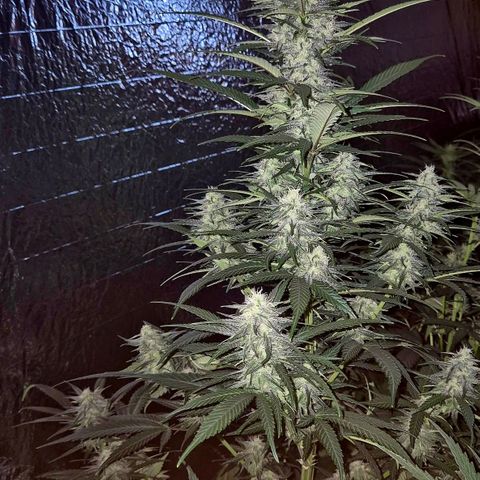 Black Domina 💃 growlog timeline photo