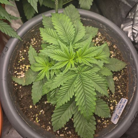 WTF- Königin Mimosa evo 👑👑👑 (65-70bt) growlog timeline photo