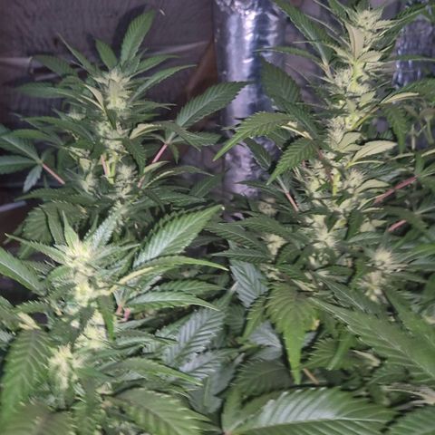 Moby 🍆  growlog timeline photo