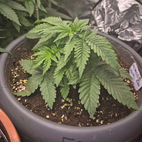 WTF- Königin Mimosa evo 👑👑👑 (65-70bt) growlog timeline photo