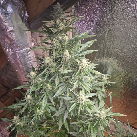 Black Domina 💃 growlog timeline photo