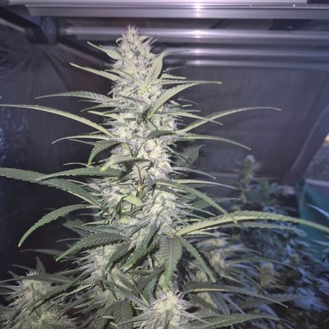 Black Domina 💃 growlog timeline photo