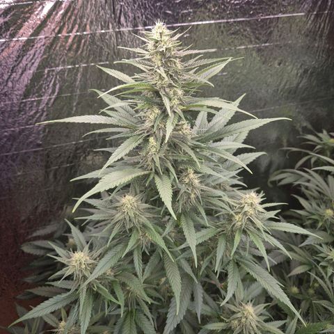 Black Domina 💃 growlog timeline photo