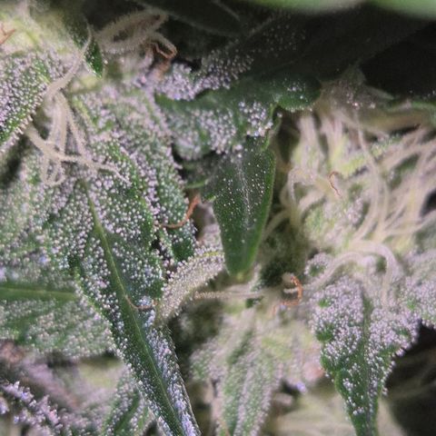 Moby 🍆  growlog timeline photo