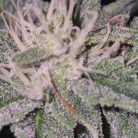 Moby 🍆  growlog timeline photo