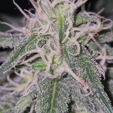 Moby 🍆  growlog timeline photo