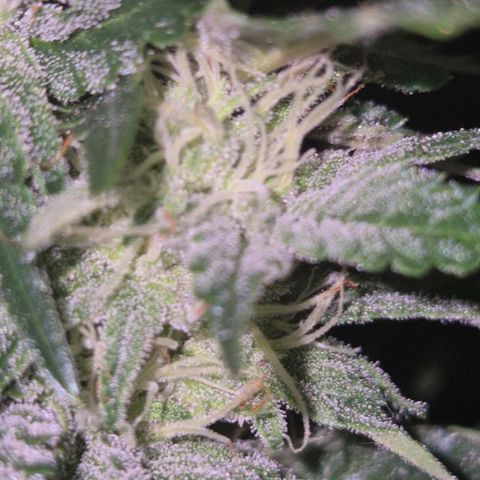 Moby 🍆  growlog timeline photo