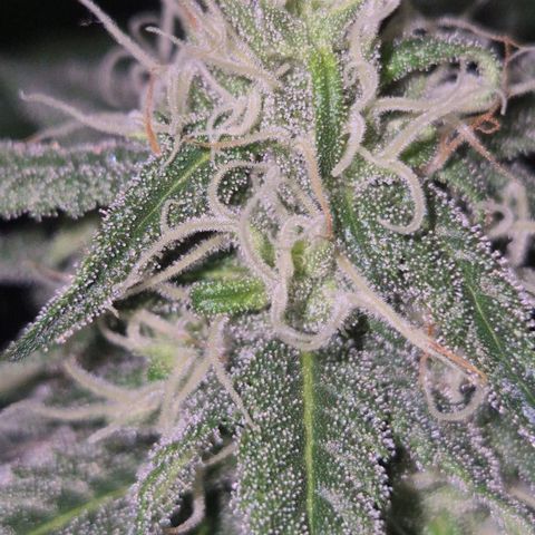 Moby 🍆  growlog timeline photo