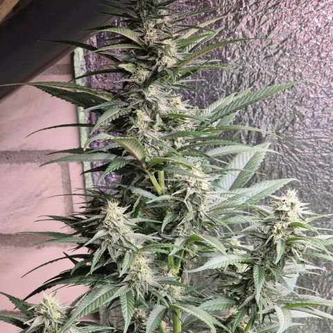 Black Domina 💃 growlog timeline photo