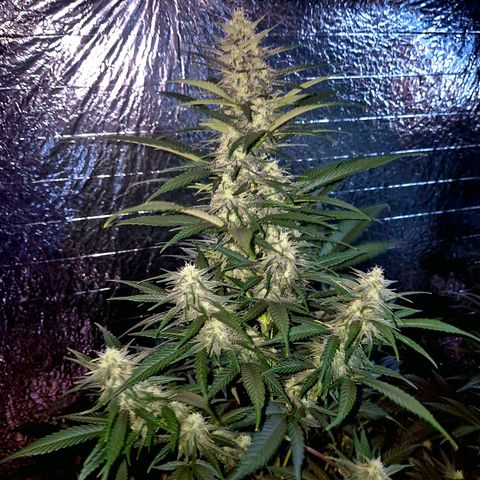 Black Domina 💃 growlog timeline photo