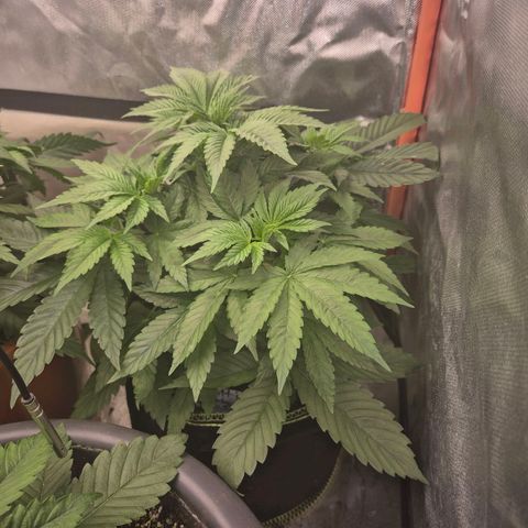 Biscotti (56-70bt) growlog photo: Robuste Pflanze!