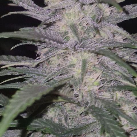 Moby 🍆  growlog timeline photo