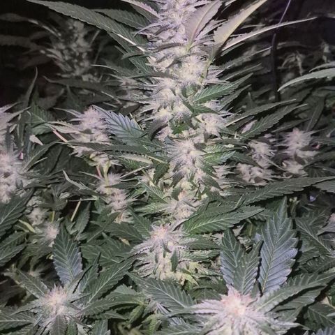 Moby 🍆  growlog timeline photo