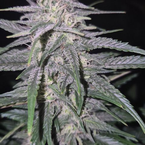 Moby 🍆  growlog timeline photo