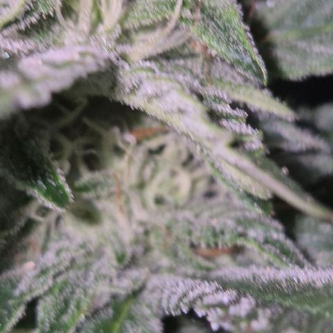 Moby 🍆  growlog timeline photo