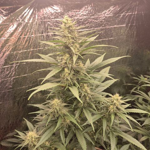Black Domina 💃 growlog timeline photo