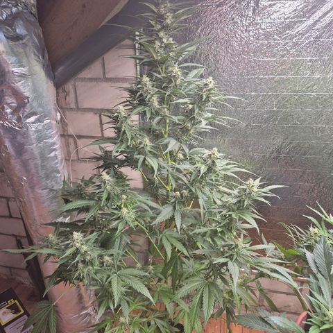 Black Domina 💃 growlog timeline photo